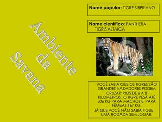 Nome popular: TIGRE SIBERIANO


Nome científico: PANTHERA
  TIGRIS ALTAICA




   VOCÊ SABIA QUE OS TIGRES SÃO
    GRANDES NADADORES PODEM
         CRUZAR RIOS DE 6 A 8
    KILOMETROS. O TIGRE PESA ATÉ
    306 KG PARA MACHOS E PARA
           FÊMEAS 167 KG.
  JÁ QUE VOCÊ NÃO SABIA FIQUE
      UMA RODADA SEM JOGAR.
 