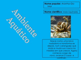Nome popular: Aranha–Do-
  Mar

Nome científico: Maia Squinada




    Nasce como uma larva
   nadadora e transforma-se
 depois, num caranguejo que
  anda e muda sua casca na
 medida em que cresce. Agora
      comece o jogo de
    novo, avance 2 casas e
           continue .
 