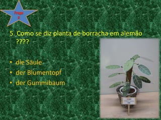 Frage55. Como se diz planta de borracha em alemão ????dieSäuleder Blumentopfder Gummibaum