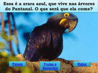 Essa é a arara azul, que vive nas árvores
do Pantanal. O que será que ela come?

Peixes

Frutas e
Sementes

Ratos

 