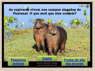 As capivaras vivem nos campos alagados do
Pantanal. O que será que elas comem?

Pequenos
animais

Capim

Frutos do alto
das árvores

 