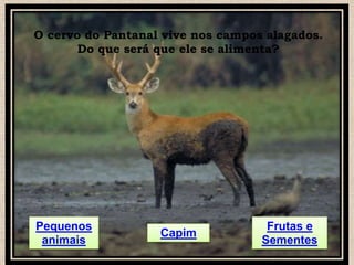 O cervo do Pantanal vive nos campos alagados.
Do que será que ele se alimenta?

Pequenos
animais

Capim

Frutas e
Sementes

 