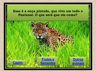 Essa é a onça pintada, que vive em todo o
Pantanal. O que será que ela come?

Capim

Frutas e
Sementes

Outros
animais

 