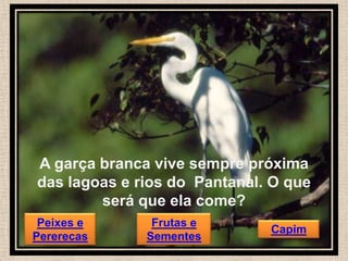 A garça branca vive sempre próxima
das lagoas e rios do Pantanal. O que
será que ela come?
Peixes e
Pererecas

Frutas e
Sementes

Capim

 