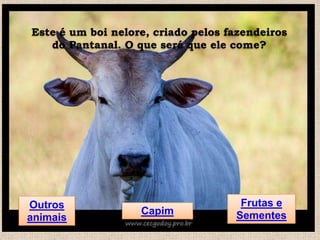 Este é um boi nelore, criado pelos fazendeiros
do Pantanal. O que será que ele come?

Outros
animais

Capim

Frutas e
Sementes

 