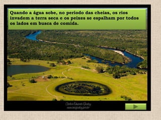 Quando a água sobe, no período das cheias, os rios
invadem a terra seca e os peixes se espalham por todos
os lados em busca de comida.

 