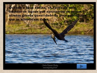 Quando a água abaixa, na época da seca,
formam-se lagoas que aprisionam os peixes e
atraem grande quantidade de aves pescadoras
que se alimentam deles.

 