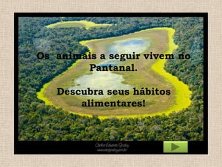 Os animais a seguir vivem no
Pantanal.
Descubra seus hábitos
alimentares!

 