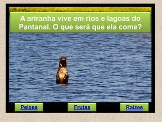 A ariranha vive em rios e lagoas do
Pantanal. O que será que ela come?

Peixes

Frutas

Raízes

 