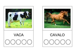 CAVALOVACA