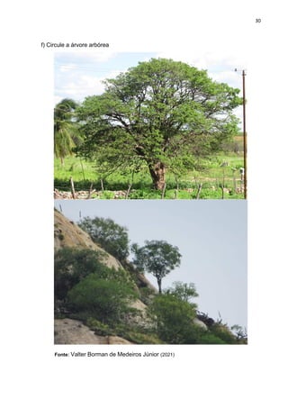 30
f) Circule a árvore arbórea
Fonte: Valter Borman de Medeiros Júnior (2021)
 