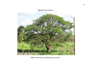 44
Figura 6: Árvore Arbórea
Fonte: Valter Borman de Medeiros Júnior (2021)
 