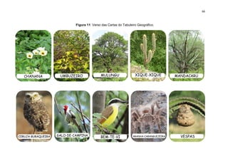 66
Figura 11: Verso das Cartas do Tabuleiro Geográfico.
 