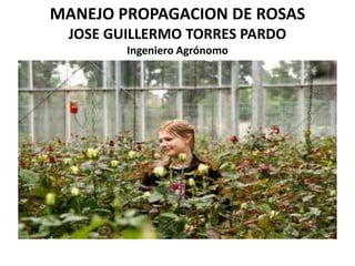 MANEJO PROPAGACION DE ROSAS 
JOSE GUILLERMO TORRES PARDO 
Ingeniero Agrónomo 
 