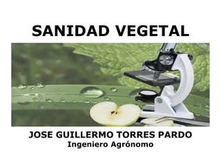SANIDAD VEGETAL

JOSE GUILLERMO TORRES PARDO
Ingeniero Agrónomo

 