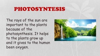 PHOTOSYNTESIS
The rays of the sun are
important to the plants
because of the
photosynthesis. It helps
to the plants grow up
and it gives to the human
been oxygen.