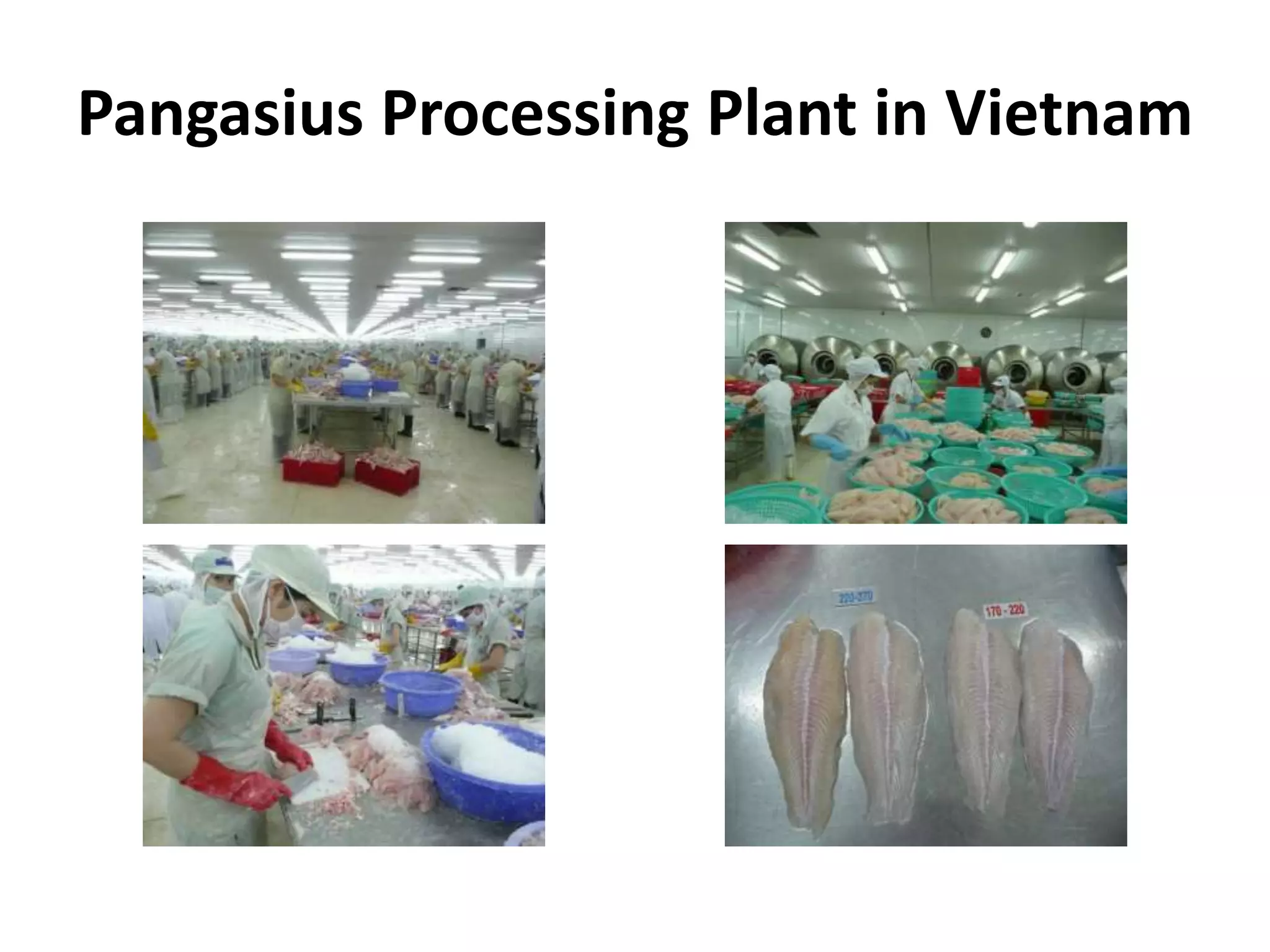 Pangasius Processing Plant in Vietnam 
 