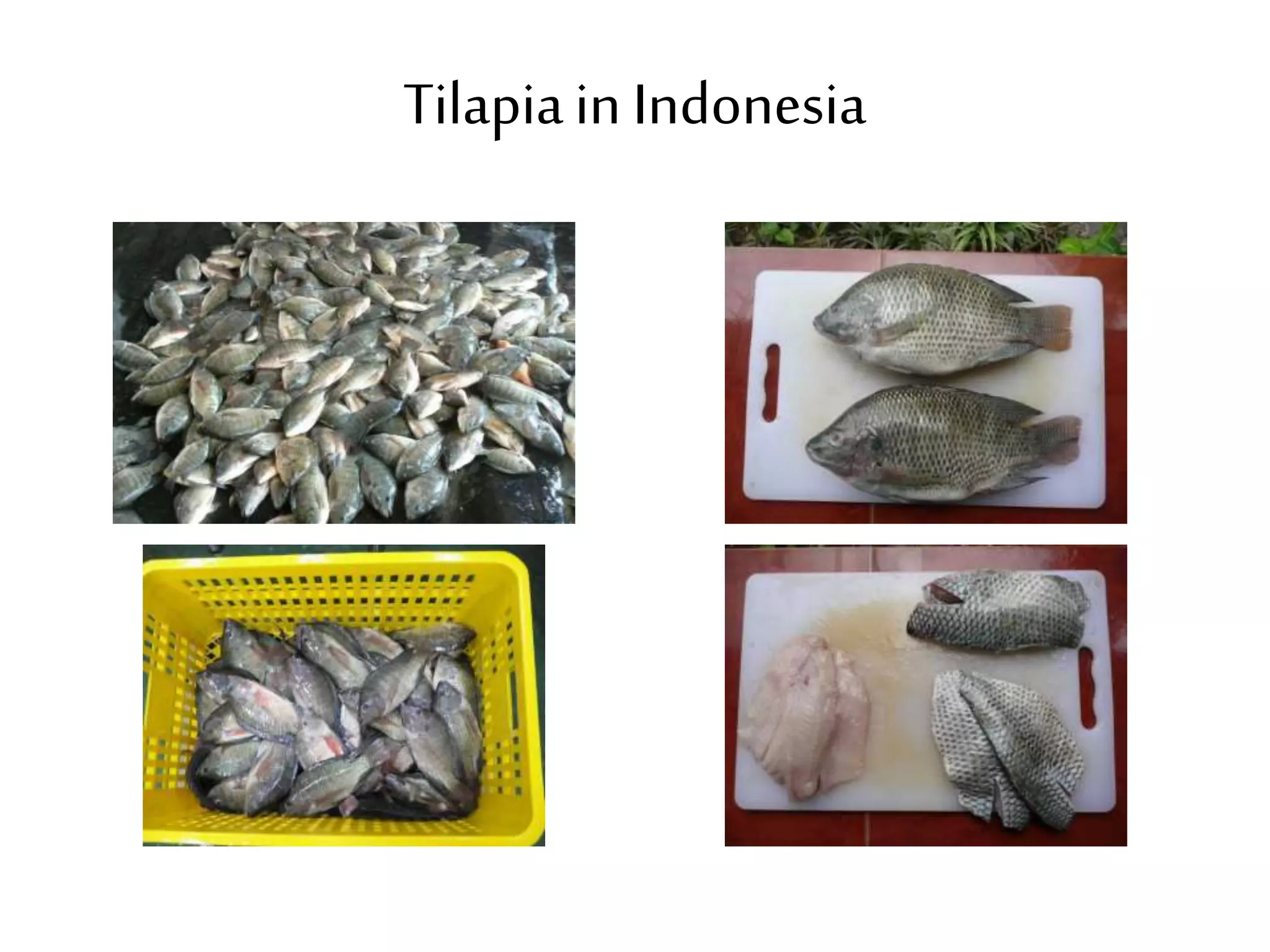 Tilapia in Indonesia 
 