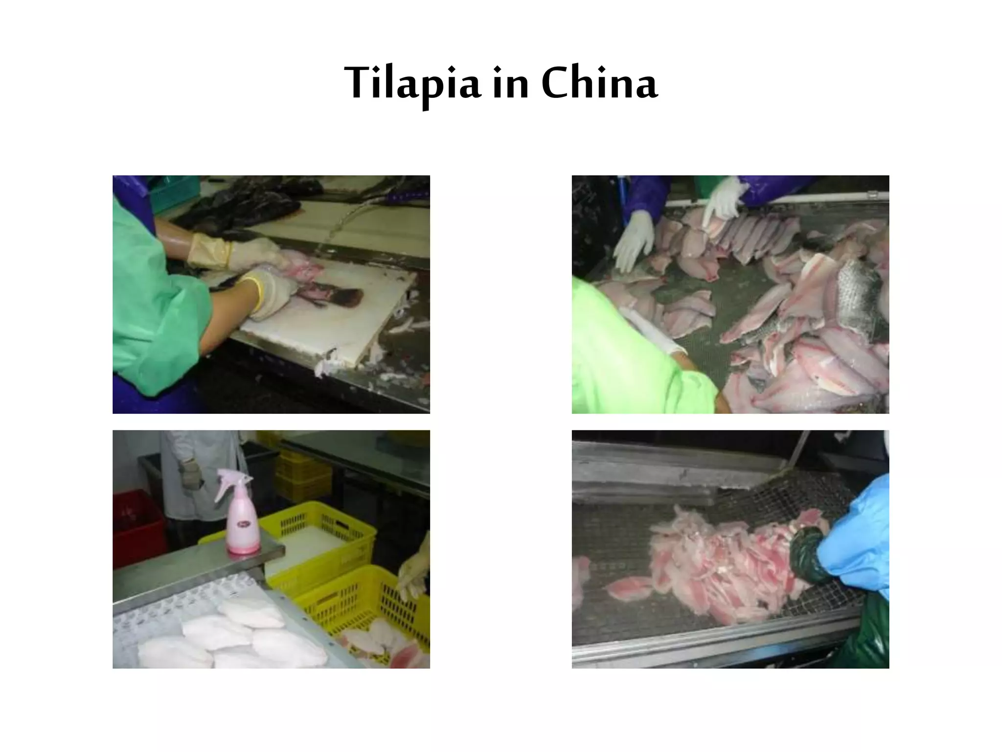 Tilapia in China 
 