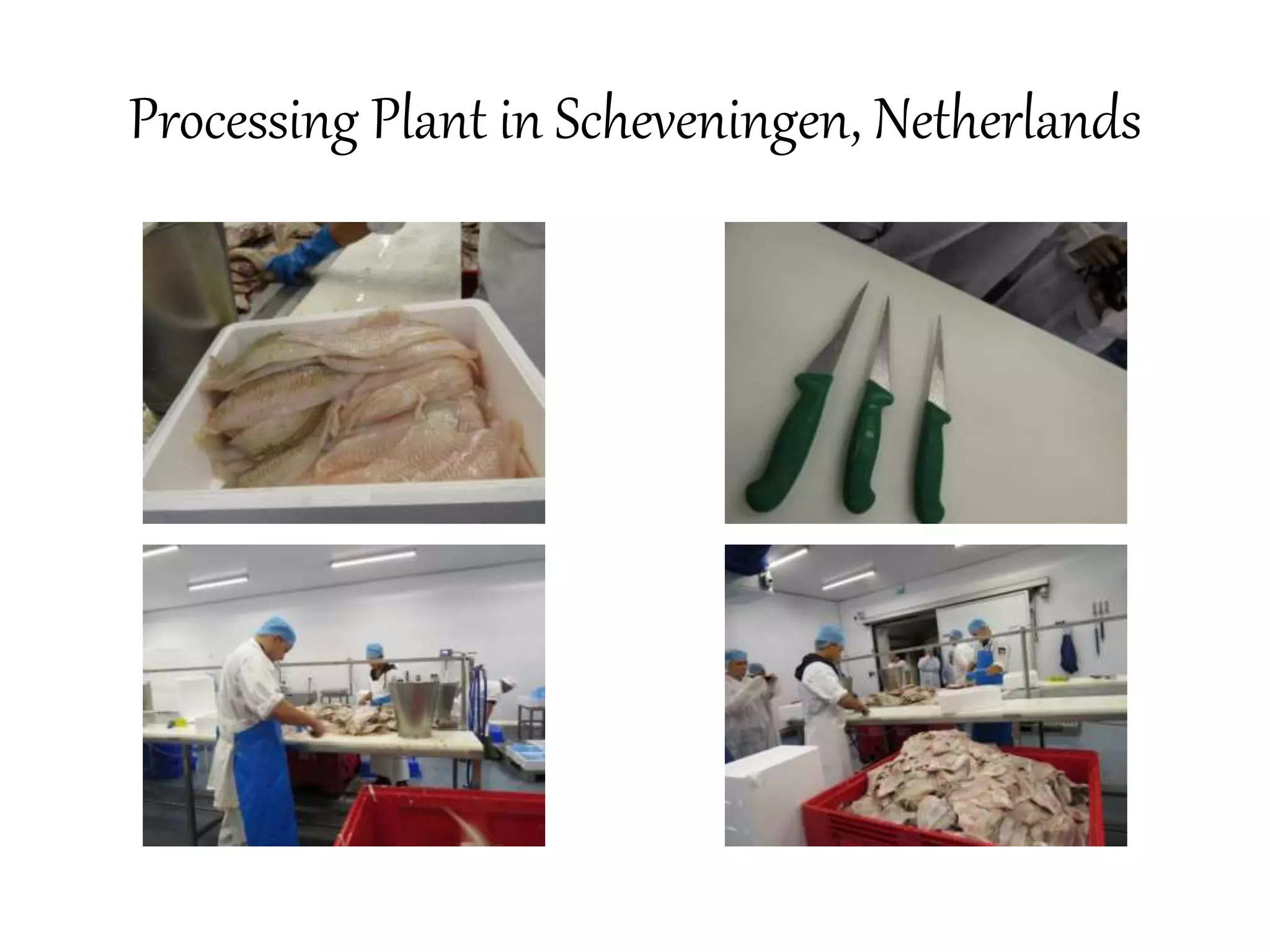 Processing Plant in Scheveningen, Netherlands 
 