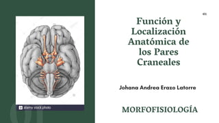 01
Función y
Localización
Anatómica de
los Pares
Craneales
Johana Andrea Erazo Latorre
MORFOFISIOLOGÍA
 