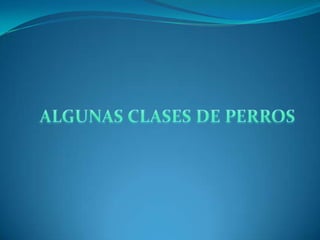 ALGUNAS CLASES DE PERROS 