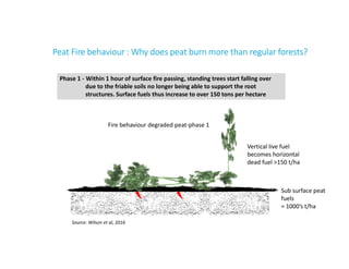 Sub surface peat
fuels
= 1000’s t/ha
Phase 1 - Within 1 hour of surface fire passing, standing trees start falling over
du...