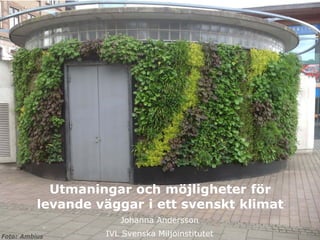 Utmaningar och möjligheter för levande väggar i ett svenskt klimat 
Johanna Andersson 
IVL Svenska Miljöinstitutet 
Foto: Ambius  