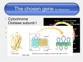 The chosen gene for Metazoans
• Cytochrome
Oxidase subunit I
• Mitochondrial
• Easy to amplify
• Relatively fast
evolving
Credit: iBOL
 
