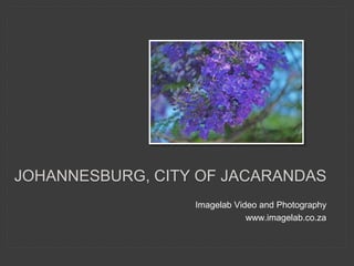 JOHANNESBURG, CITY OF JACARANDAS
Imagelab Video and Photography
www.imagelab.co.za
 