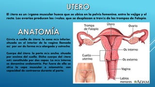 El útero o matriz es un órgano musculoso. Se
encuentra en la zona Hipogastrica, entre
la vejiga y el recto y se asemeja, e...