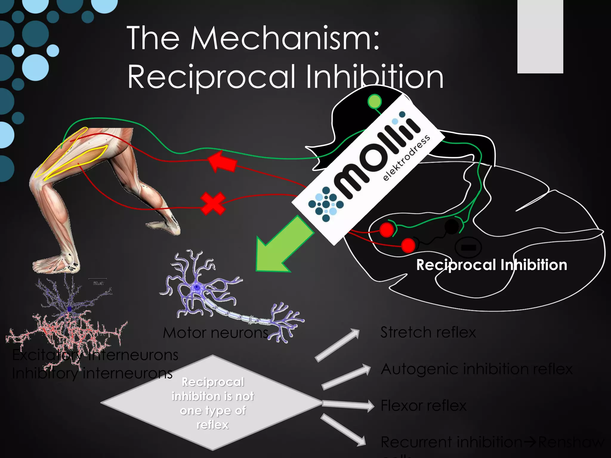 The Mechanism:
Reciprocal Inhibition
Reciprocal Inhibition
Reciprocal
inhibiton is not
one type of
reflex
Stretch reflex
Autogenic inhibition reflex
Flexor reflex
Recurrent inhibition→Renshaw
Excitatory Interneurons
Inhibitory interneurons
Motor neurons
 