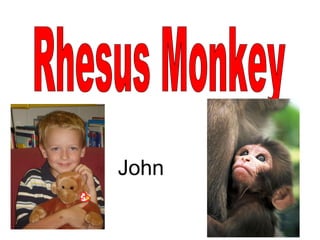 Rhesus Monkey John 