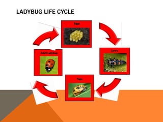 LADYBUG LIFE CYCLE