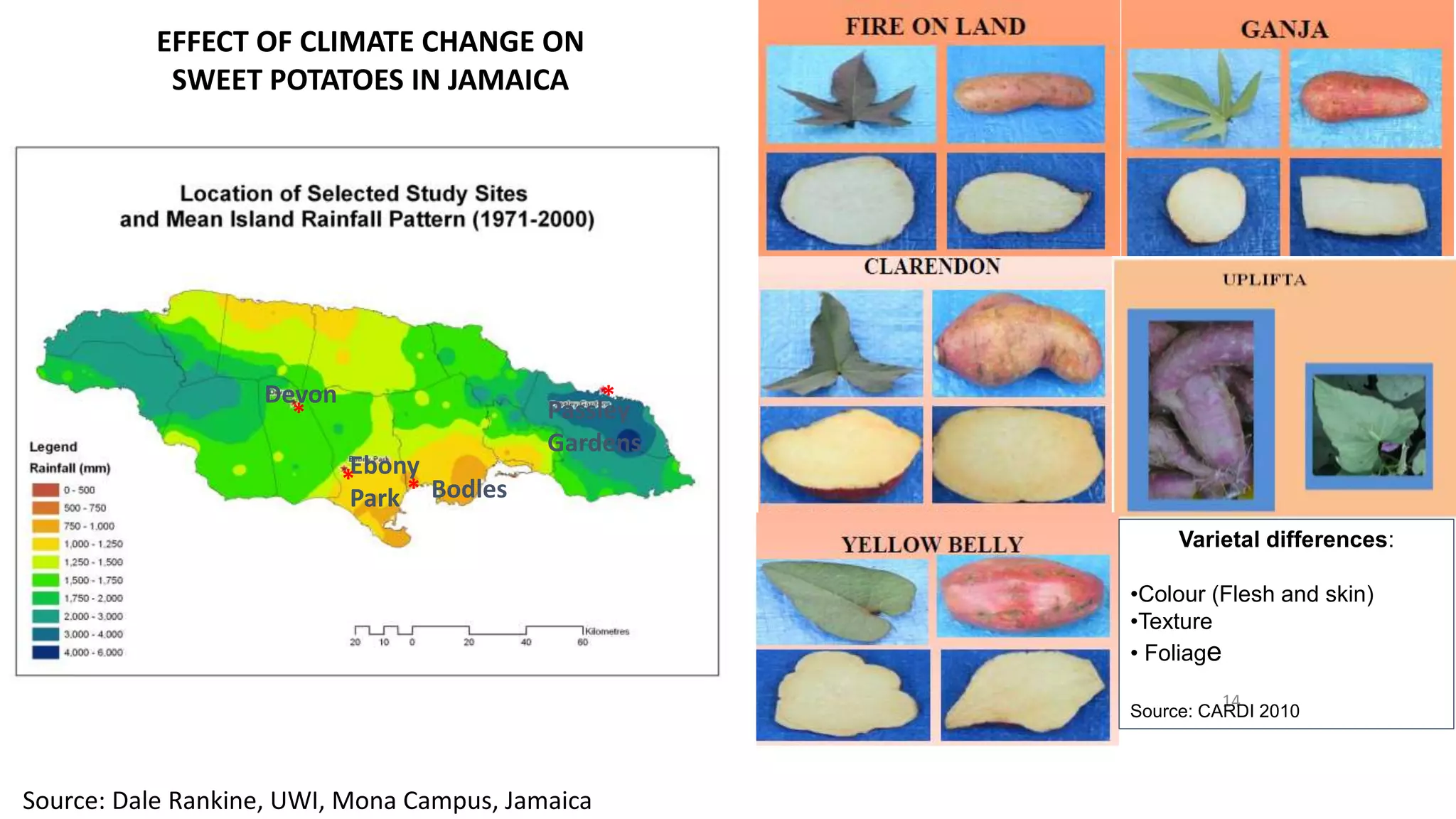 14
Varietal differences:
•Colour (Flesh and skin)
•Texture
• Foliage
Source: CARDI 2010
EFFECT OF CLIMATE CHANGE ON
SWEET POTATOES IN JAMAICA
Devon
Ebony
Park
Passley
Gardens
Bodles*
*
*
*
Source: Dale Rankine, UWI, Mona Campus, Jamaica
 