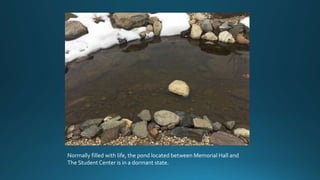 Normally filled with life, the pond located between Memorial Hall and
The Student Center is in a dormant state.
 