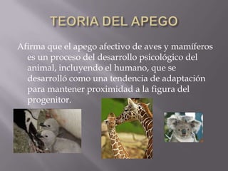 Afirma que el apego afectivo de aves y mamíferos
  es un proceso del desarrollo psicológico del
  animal, incluyendo el humano, que se
  desarrolló como una tendencia de adaptación
  para mantener proximidad a la figura del
  progenitor.
 