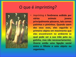 O que é  imprinting ? Imprinting  é  fenômeno exibido por vários animais jovens principalmente pássaros, tais comos patinhos e pintinhos. Quando saem dos seus ovos, eles seguirão o primeiro objeto em movimento que eles encontrarem no ambiente (o qual pode ser a sua mãe pata ou galinha, mas não necessariamente). Ocorre então uma ligação social entre o filhote e este objeto ou organismo.   
