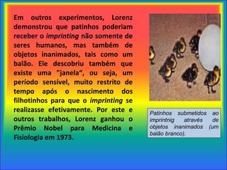 Em outros experimentos, Lorenz demonstrou que patinhos poderiam receber o  imprinting  não somente de seres humanos, mas também de objetos inanimados, tais como um balão. Ele descobriu também que existe uma "janela“, ou seja, um período sensível, muito restrito de tempo após o nascimento dos filhotinhos para que o  imprinting  se realizasse efetivamente. Por este e outros trabalhos, Lorenz ganhou o Prêmio Nobel para Medicina e Fisiologia em 1973.   Patinhos submetidos ao imprintnig através de objetos inanimados (um balão branco). 