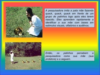 A pesquisadora imita a pata mãe fazendo quack, quack, quack em frente de um grupo de patinhos logo após eles terem nascido. Eles aprendem rapidamente a identificar a sua mãe com bases em estimulos visuais, olfatórios e auditivos.    Então, os patinhos percebem a pesquisadora como sua mãe (sua protetora) e a seguem.  