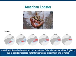 Photo: NEFSC/NOAA
American lobster is depleted and in recruitment failure in Southern New England,
due in part to increased water temperatures at southern end of range
American Lobster
Source: NOAA and NEFSC
 