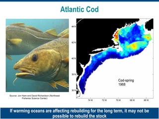 Atlantic Cod
Source: Jon Hare and David Richardson (Northeast
Fisheries Science Center)
If warming oceans are affecting rebuilding for the long term, it may not be
possible to rebuild the stock
 