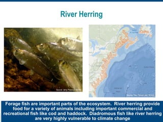 River Herring
U.S. Department of Commerce | National Oceanic and Atmospheric Administration | NOAA Fisheries | Page 13
Source: Jerry Prezioso, NOAA
Forage fish are important parts of the ecosystem. River herring provide
food for a variety of animals including important commercial and
recreational fish like cod and haddock. Diadromous fish like river herring
are very highly vulnerable to climate change
Source: Tara Trinko-Lake, NOAA
 