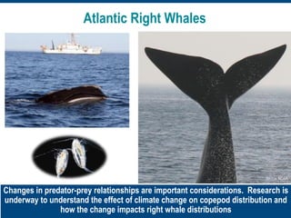 Changes in predator-prey relationships are important considerations. Research is
underway to understand the effect of climate change on copepod distribution and
how the change impacts right whale distributions
Atlantic Right Whales
Source: NOAA
 