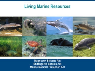 Endangered Species Act & Marine Mammal Protection ActMagnuson-Stevens Act
Endangered Species Act
Marine Mammal Protection Act
Living Marine Resources
 