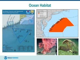 Ocean Habitat
 