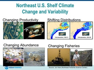 Source: Jon Hare (Northeast Fisheries Science Center)
Shifting DistributionsChanging Productivity
Changing FisheriesChanging Abundance
Northeast U.S. Shelf Climate
Change and Variability
 