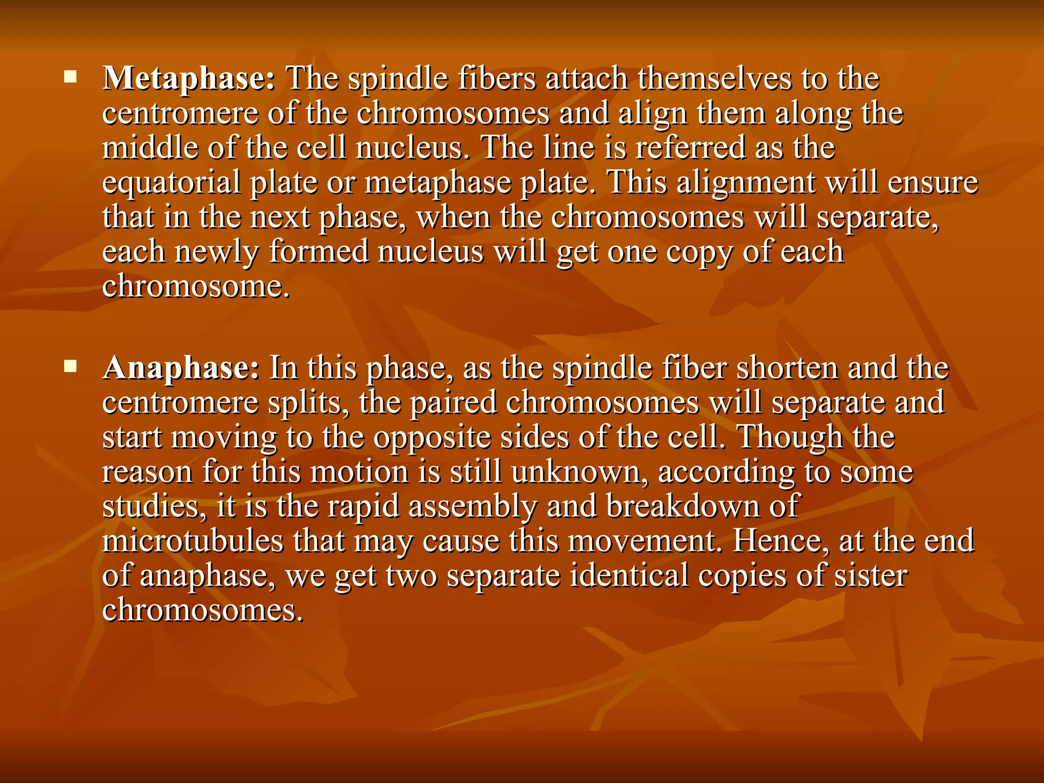 Metaphase:  The spindle fibers attach themselves to the centromere of the chromosomes and align them along the middle of the cell nucleus. The line is referred as the equatorial plate or metaphase plate. This alignment will ensure that in the next phase, when the chromosomes will separate, each newly formed nucleus will get one copy of each chromosome. Anaphase:  In this phase, as the spindle fiber shorten and the centromere splits, the paired chromosomes will separate and start moving to the opposite sides of the cell. Though the reason for this motion is still unknown, according to some studies, it is the rapid assembly and breakdown of microtubules that may cause this movement. Hence, at the end of anaphase, we get two separate identical copies of sister chromosomes. 