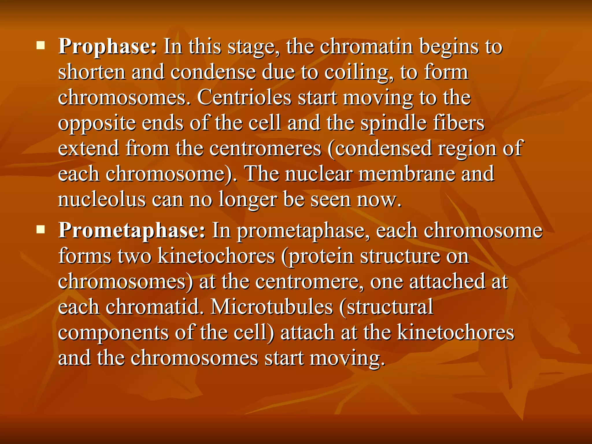 Prophase:  In this stage, the chromatin begins to shorten and condense due to coiling, to form chromosomes. Centrioles start moving to the opposite ends of the cell and the spindle fibers extend from the centromeres (condensed region of each chromosome). The nuclear membrane and nucleolus can no longer be seen now. Prometaphase:  In prometaphase, each chromosome forms two kinetochores (protein structure on chromosomes) at the centromere, one attached at each chromatid. Microtubules (structural components of the cell) attach at the kinetochores and the chromosomes start moving.  
