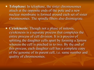 Telophase:  In telophase, the sister chromosomes attach at the opposite ends of the pole and a new nuclear membrane is formed around each set of sister chromosomes. The spindle fibers also disintegrate. Cytokinesis:  Though not a phase of mitosis, cytokinesis is a separate process that completes the entire process of cell division. It is a process of splitting the daughter cells apart by forming a furrow wherein the cell is pinched in to two. By the end of this process, each daughter cell has a complete copy of the genome of its parent cell, i.e. same number and quality of chromosomes. 